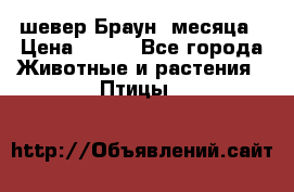 шевер Браун 2месяца › Цена ­ 200 - Все города Животные и растения » Птицы   